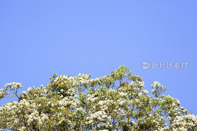 开花桉树顶部，美丽的自然背景与复制空间