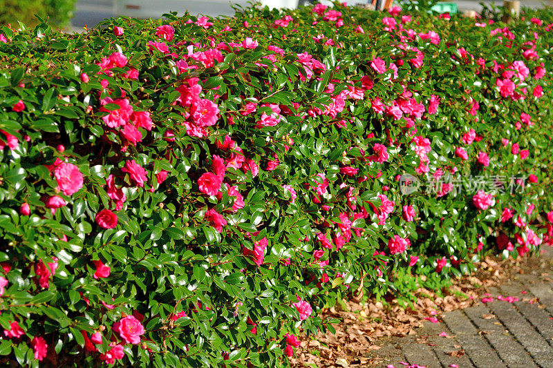 山茶花油茶花