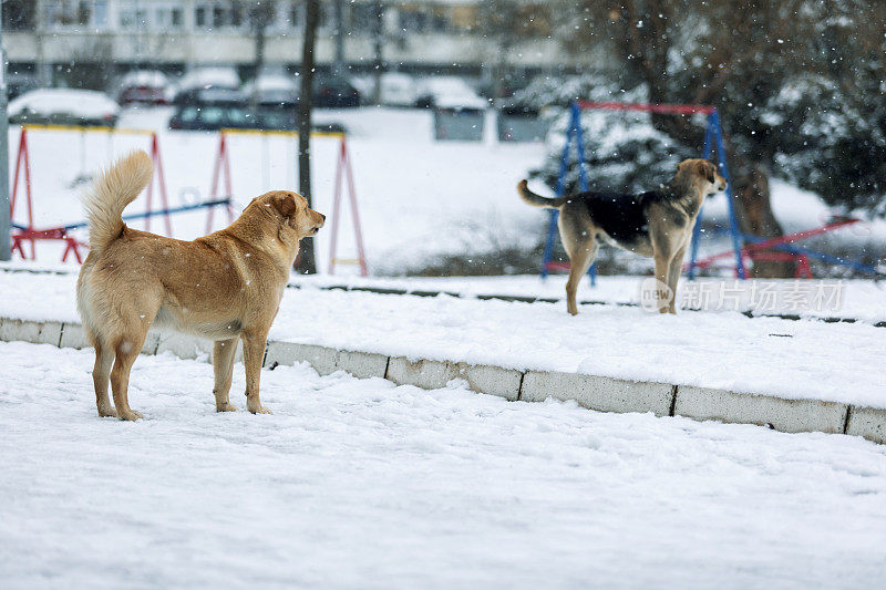 白雪上流浪的狗。