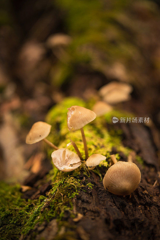 在枯树树干上生长的迈锡纳蘑菇