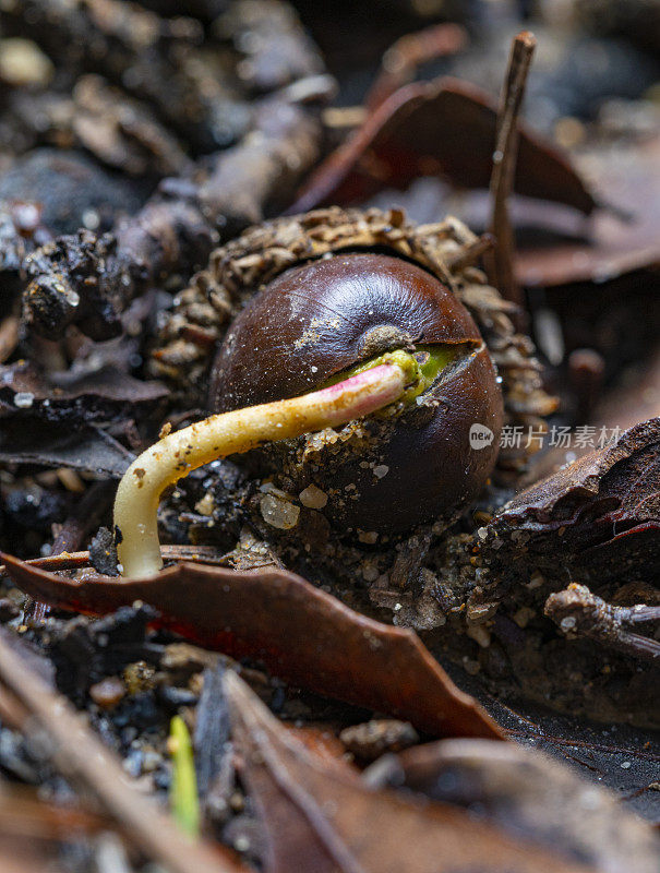 秋天，Montseny森林里的橡子发芽了