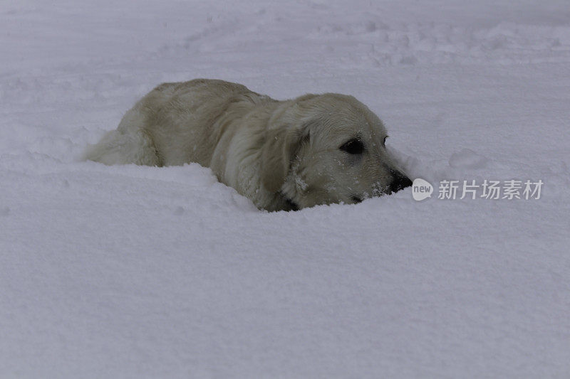 雪地里的白色金毛寻回犬