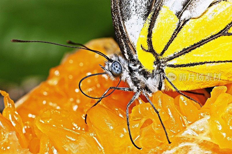 蝴蝶在喝橙汁。