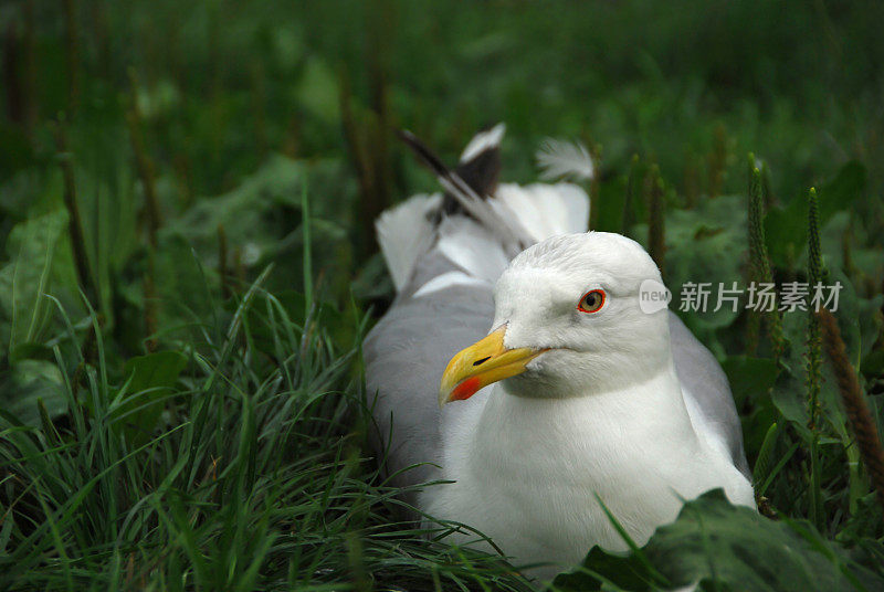 欧洲银鸥。