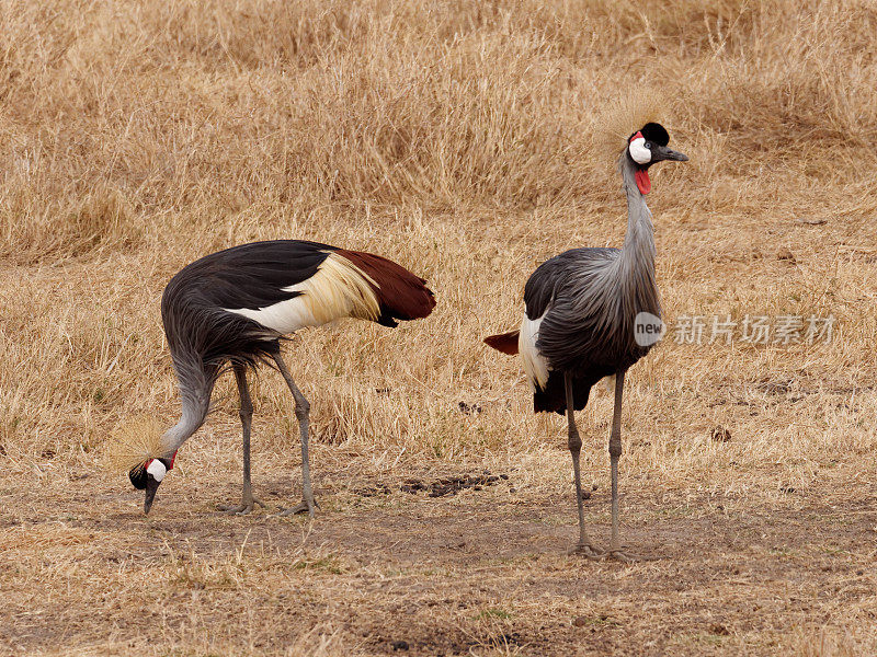 灰色Crowned-Cranes