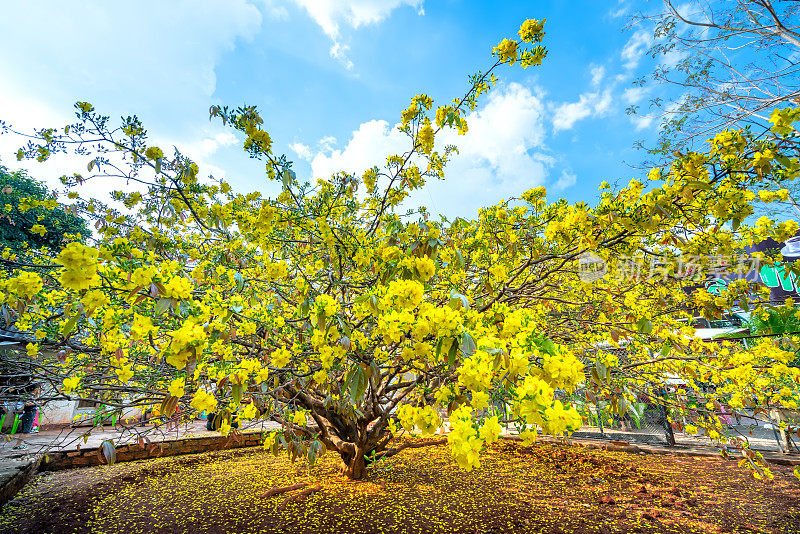 杏树花开花早阳光在农村。