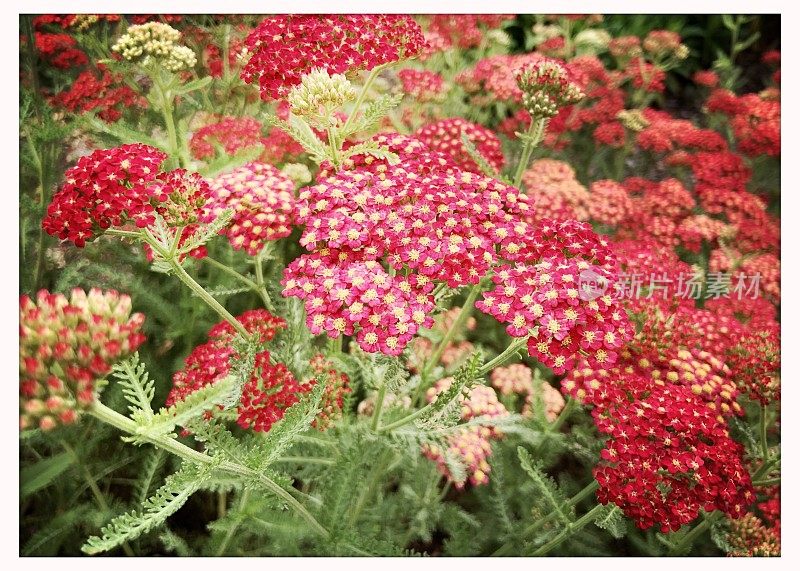 蓍草红多年生花