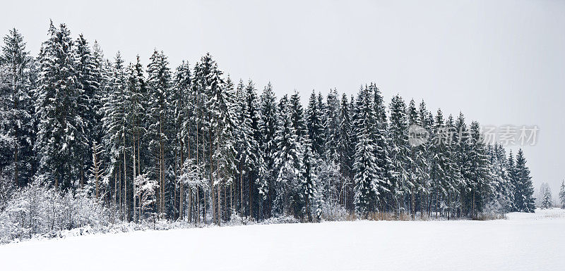 白雪覆盖的冬季森林的大全景