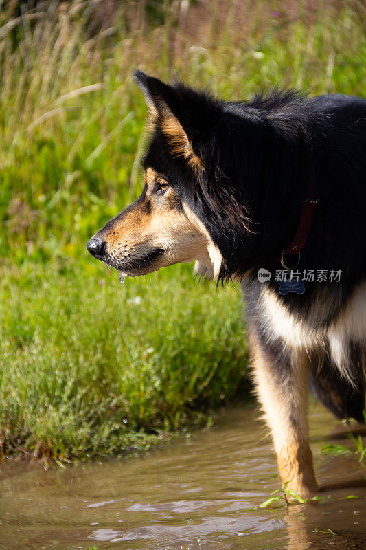 近距离拍摄美丽的长头发德国牧羊犬站在一个炎热的夏天，在一个泥泞的水坑冷却。