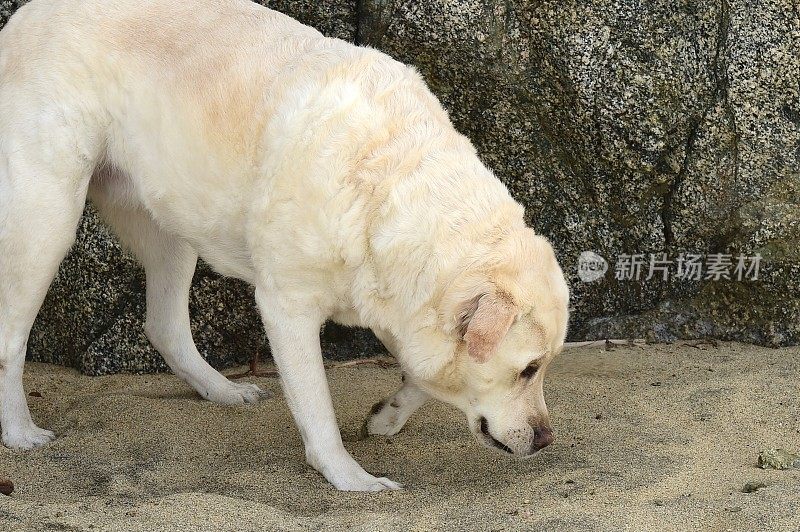 加州大苏尔的拉布拉多寻回犬