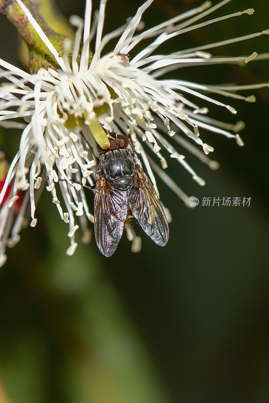 飞蝇(丽蝇属)