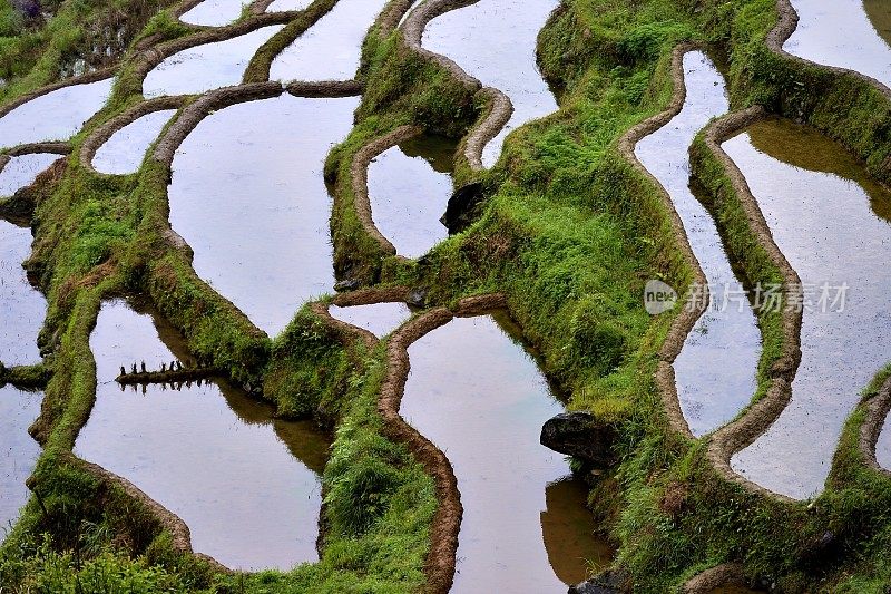 贵州,China-Colorful梯田