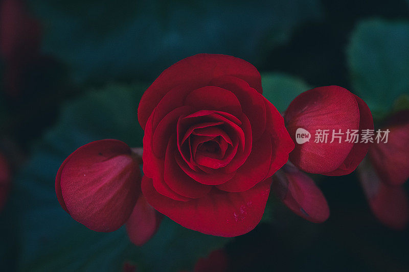 红玫瑰背景