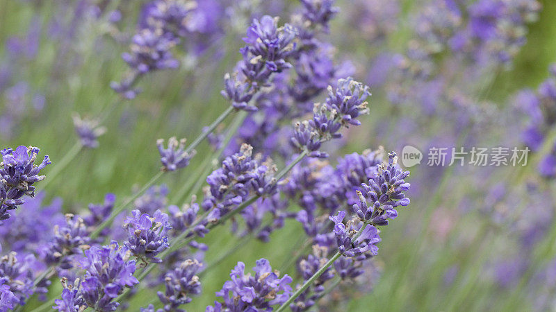 英国七月花园里的薰衣草花