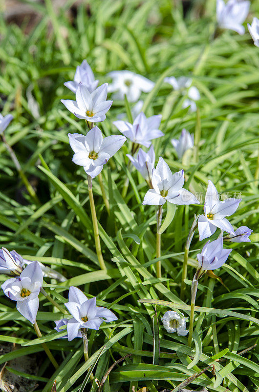 早春百花盛开