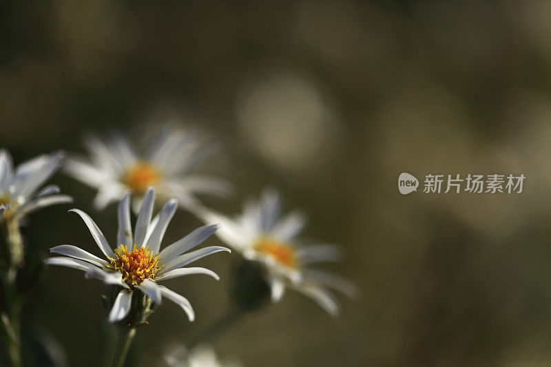 花植物雏菊银澳大利亚本土