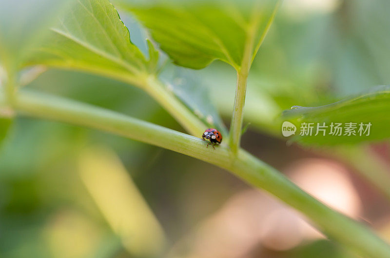 树叶上的瓢虫