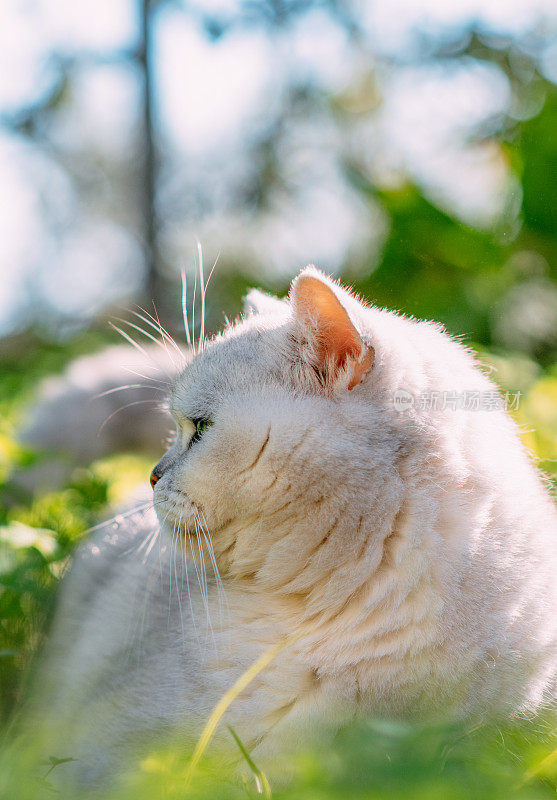 英国短毛猫躺在绿草地上