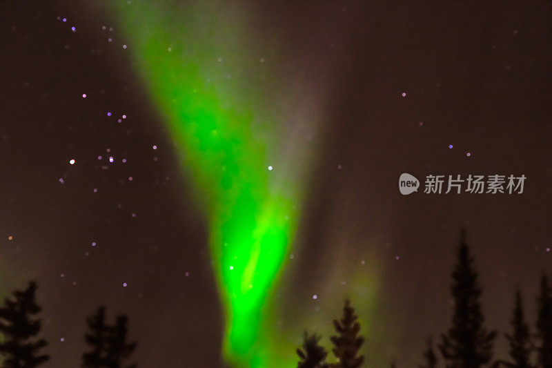 森林树后面的夜空和极光