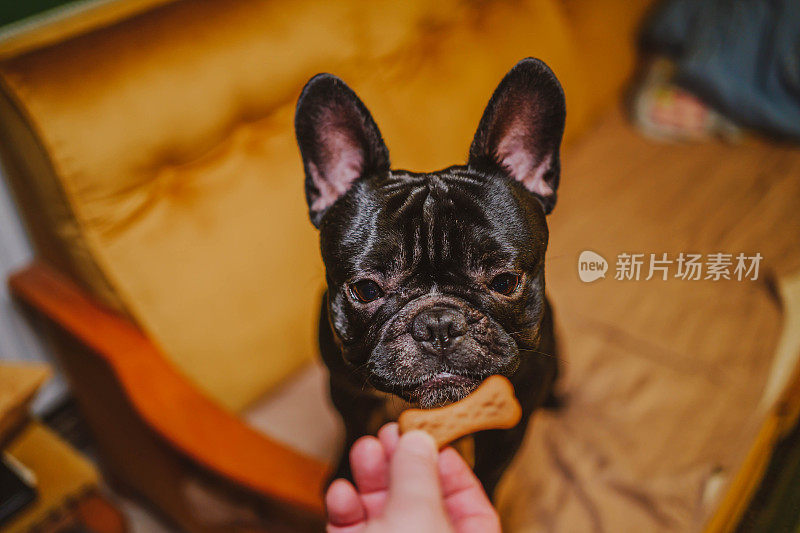 法国斗牛犬可以吃了