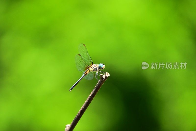 蜻蜓栖息