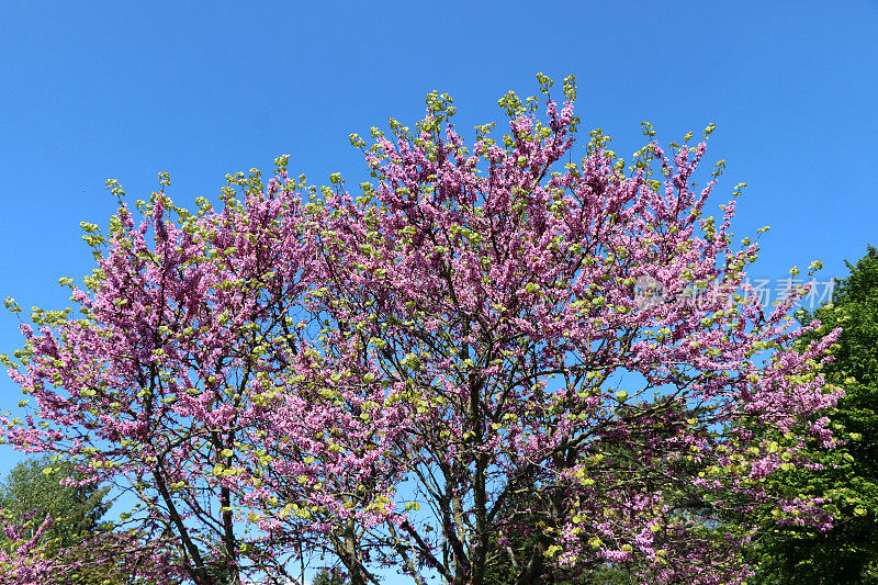 紫荆-犹大树