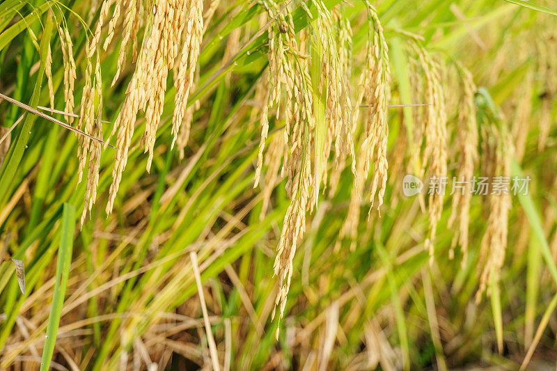 稻田里成熟的稻田