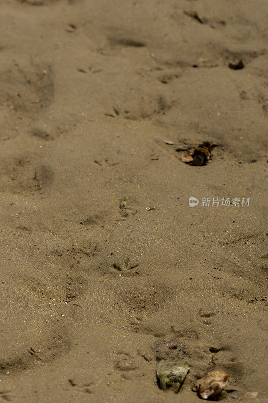 退潮时，湿沙上有一排带有牡蛎壳的鸟迹