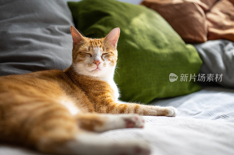 心满意足的橙猫闭着眼睛躺在沙发上