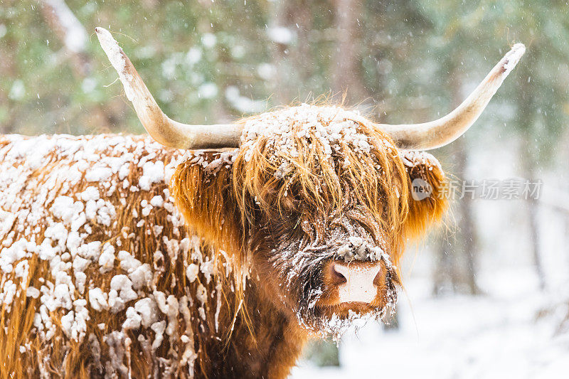 一幅苏格兰高地人在冬天雪地里的肖像