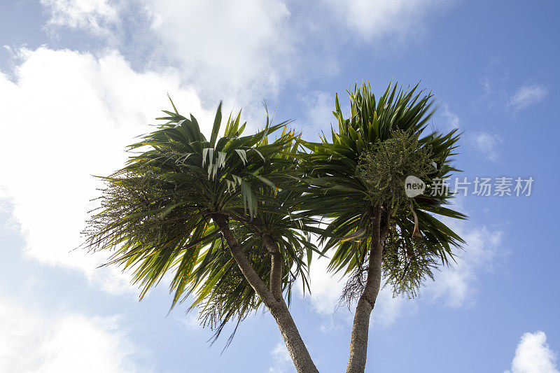 在明亮多云的天空下，从低角度看的棕榈树