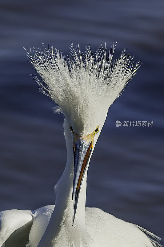 雪鹭，白鹭;酒窖湾,加利福尼亚州。Pelecaniformes。鹭鸟。展示，羽毛，繁殖羽毛。