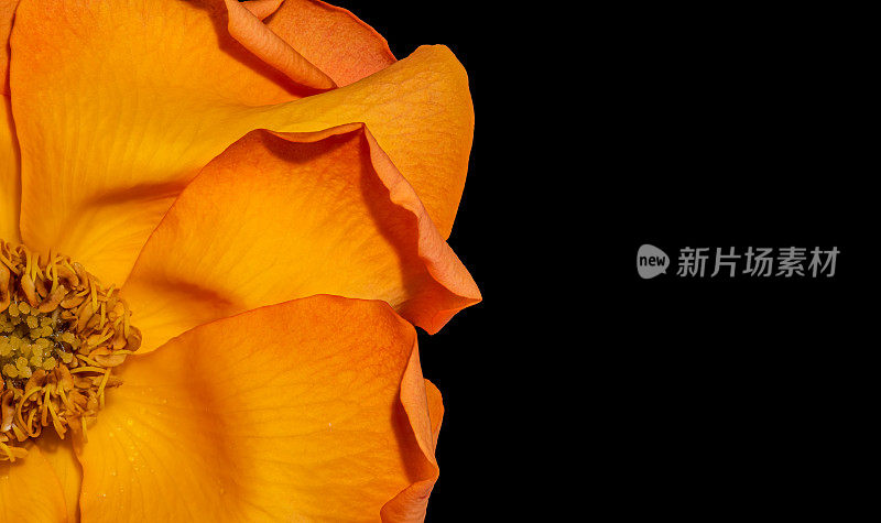 黄色橙色的玫瑰花，颜色fine艺术静物单开花与黑色背景上的详细纹理