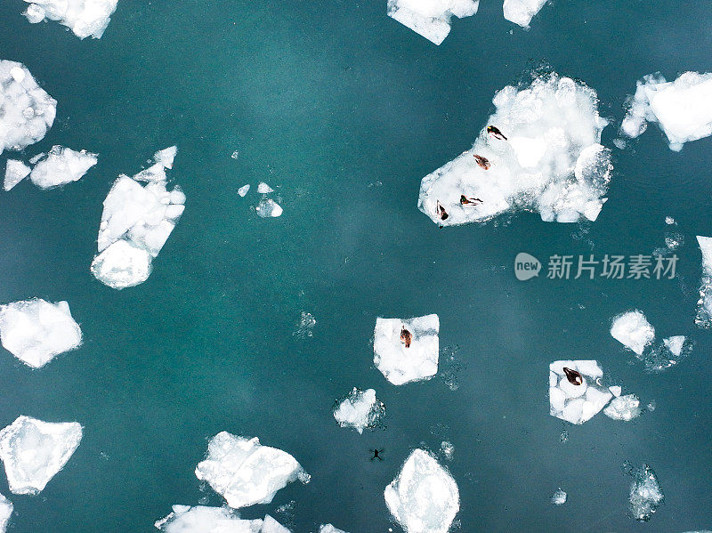 空中俯瞰安大略湖上的冰，鸭子在冰上玩耍