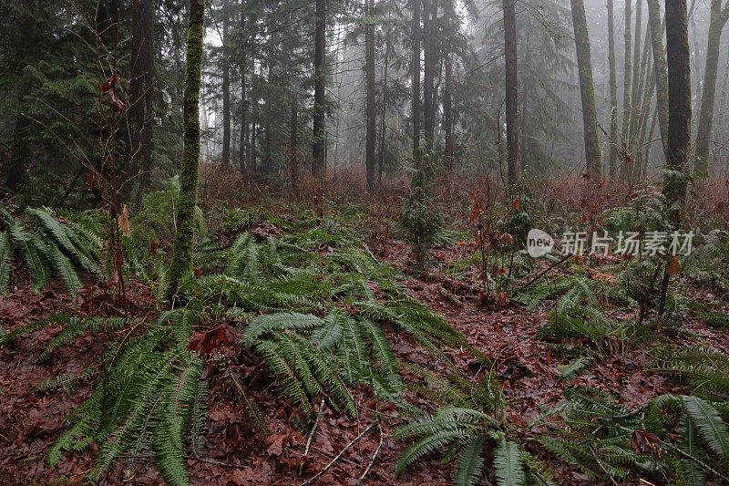 加拿大森林地面上的蕨类植物