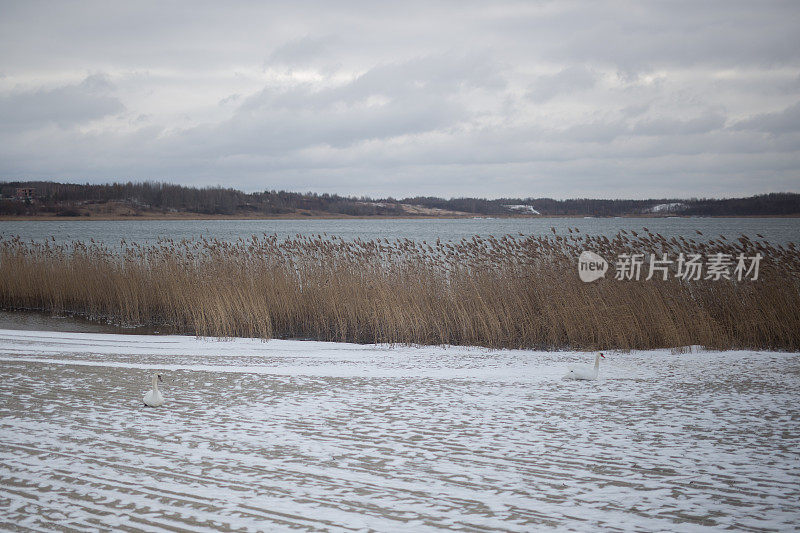 湖上的天鹅，冬天，雪花