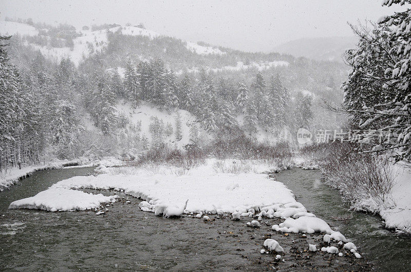 冬天流过森林的小溪和积雪覆盖的冷杉树