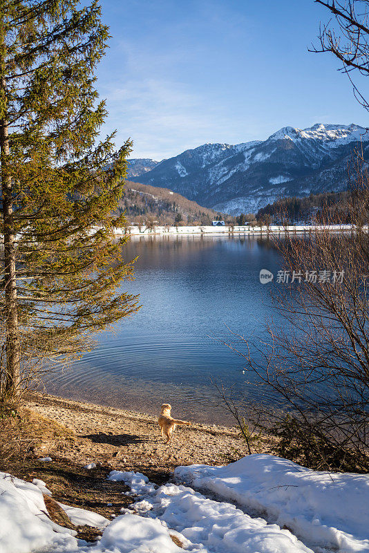 冬天的狗，湖，森林和山的风景