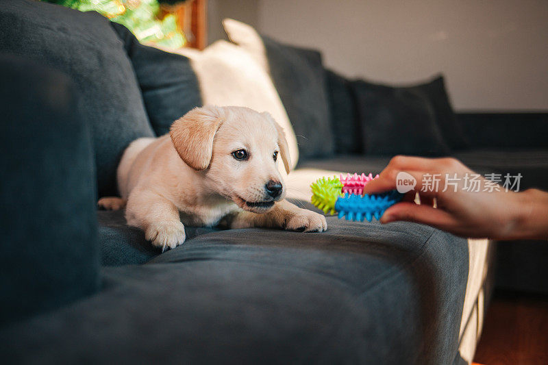 拉布拉多寻回犬小狗在沙发上玩玩具