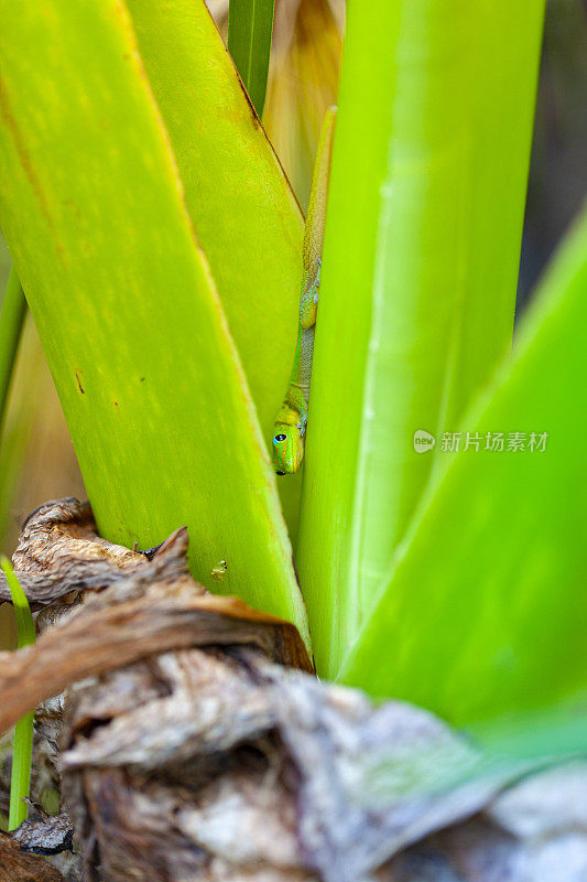 在留尼汪岛的热带雨林中，黄花石虎——绿色的彩色壁虎