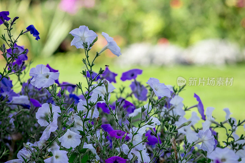 佩妮花朵特写