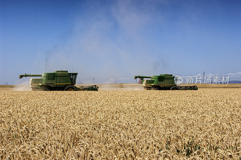 在加利福尼亚的一个农场进行小麦联合收割