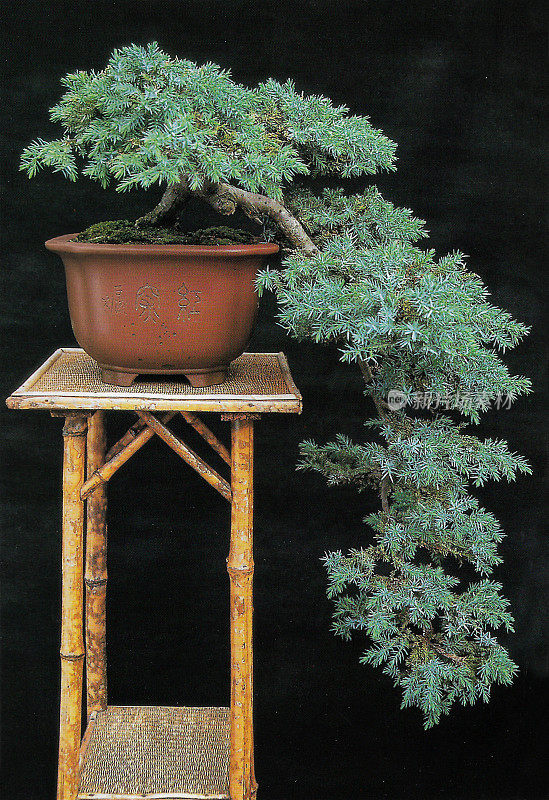 瀑布(kenai)风格的盆景树的特写图像，杜松(Juniperus)盆景工作室拍摄，黑色背景