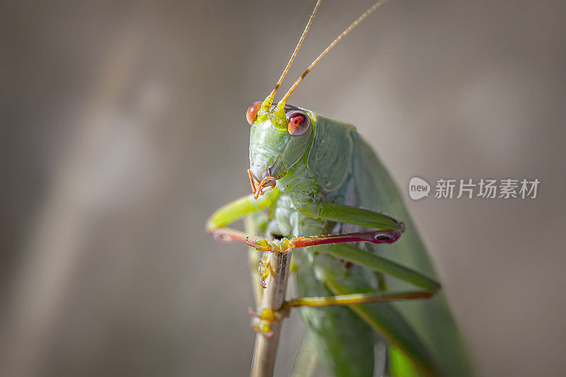 常见的绿色蚱蜢