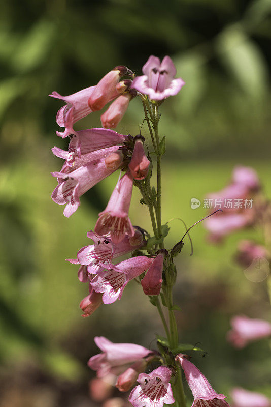 胡子的舌头Penstemon