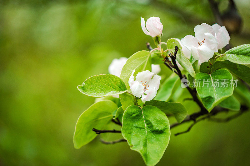 榅桲树枝上开满了花