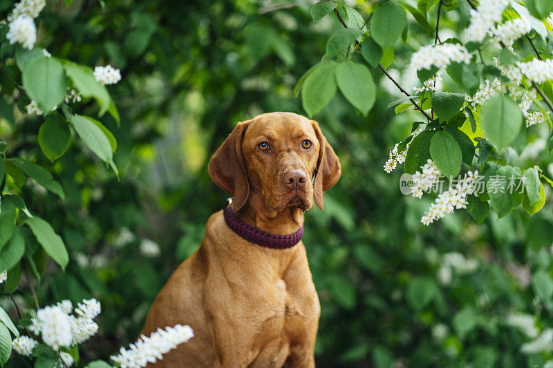 在树林里摆姿势的棕色运动猎犬