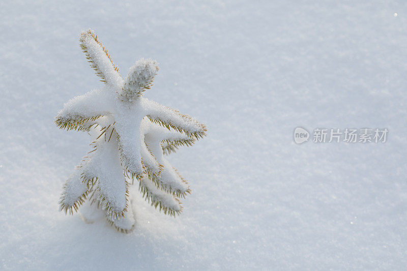 雪下的小圣诞树。