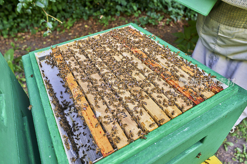 照顾蜂群的养蜂人