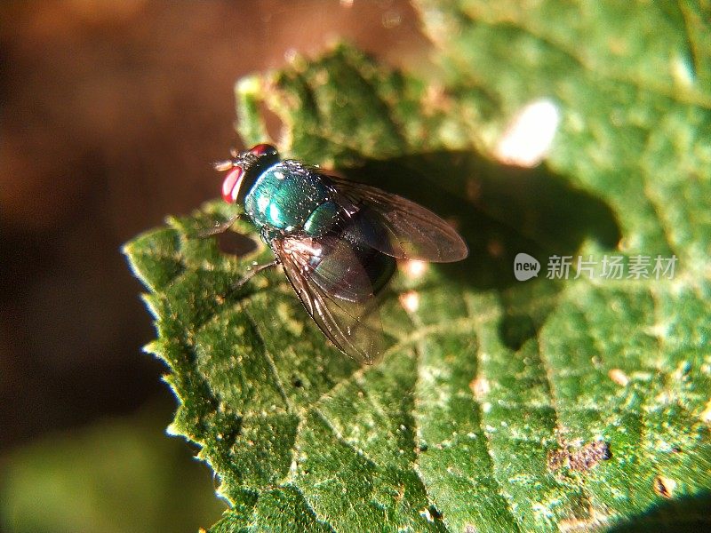 吐斑丽蝇，又称蓝瓶蝇、橙须蓝瓶或瓶蜂，是一种吹蝇，属于丽蝇科